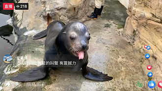 花蓮海洋公園推「線上玩樂園」 超人氣海豚 海獅陪你一起居家防疫