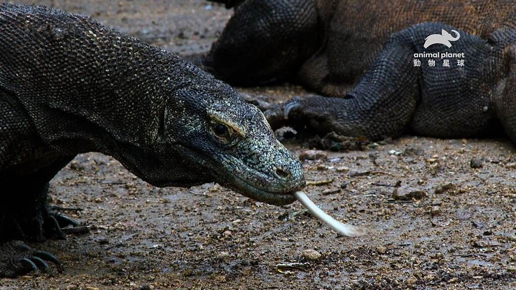 科莫多巨蜥是印尼特有種，也是世界上最大且有毒的蜥蜴。（動物星球頻道提供）
