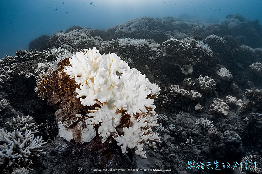 海洋生物仰賴生存的珊瑚，近年因海溫升高，加快了白化速度，對海洋生態產生嚴重影響資料（圖片提供：台灣潛水）