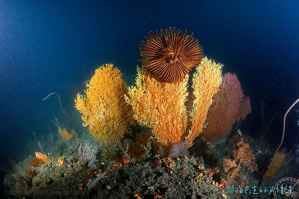 東北角海底有美麗的彩虹礁（攝影：京太郎、圖片提供：台灣潛水） 
