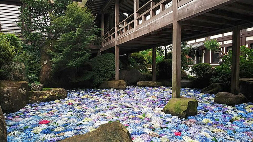 繡球花鋪滿池塘形成的水中花(圖片：日本茨城縣提供)