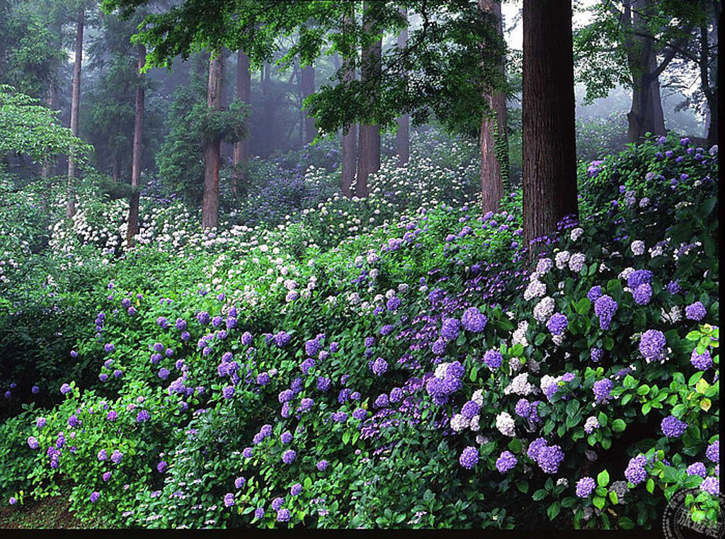 步行前往雨引觀音寺廟的林間鋪滿繡球花(圖片：日本茨城縣提供)