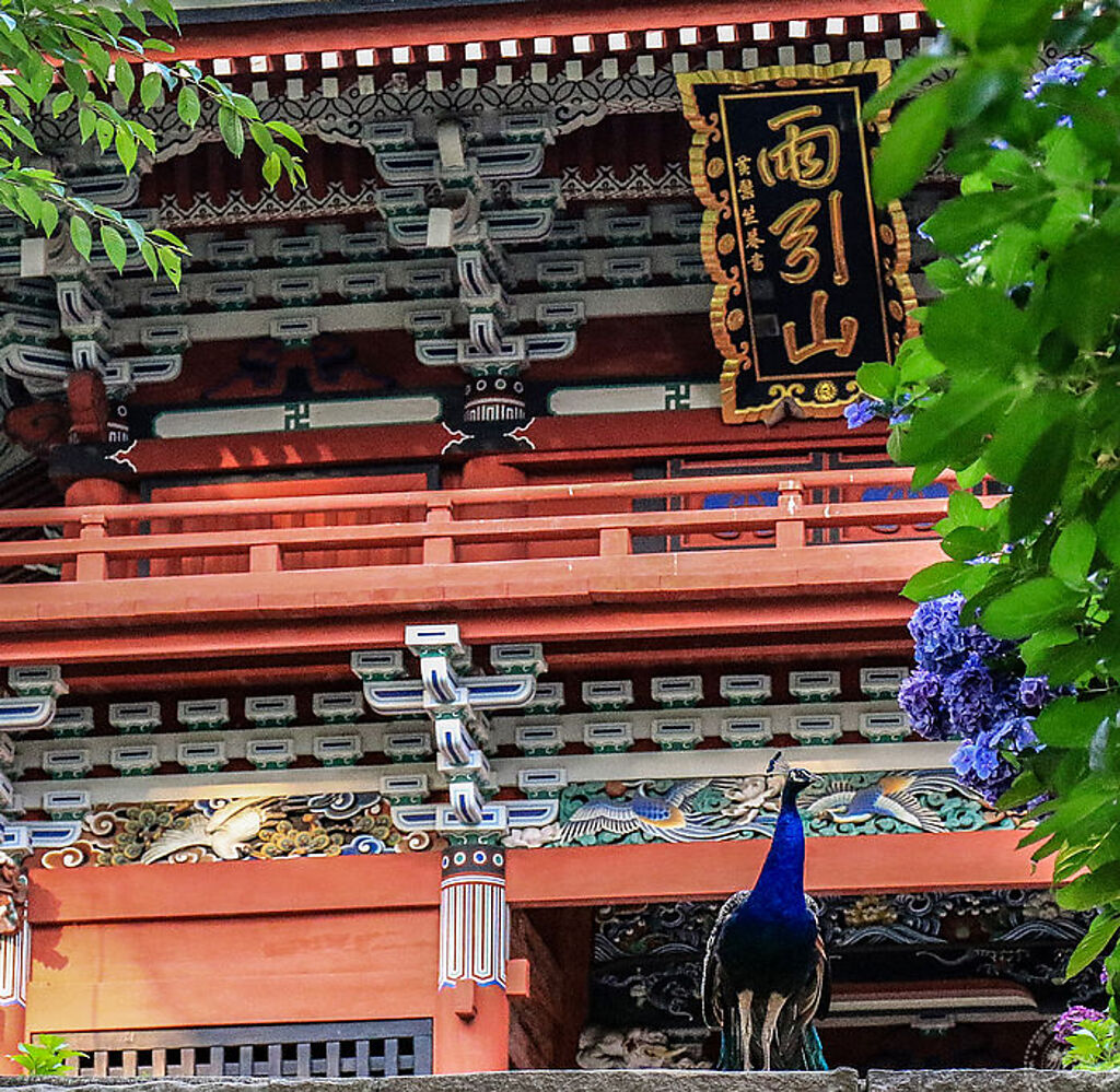 雨引觀音的孔雀曾因為被拍到飛起來而引起話題(圖片：日本茨城縣提供)