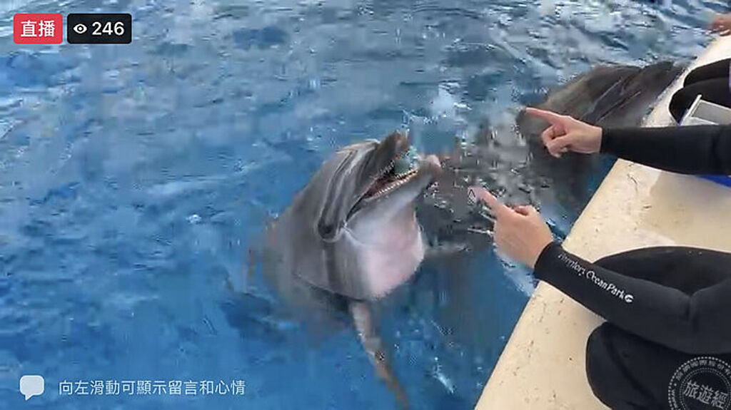 海豚直播 (圖片：遠雄海洋公園提供)
