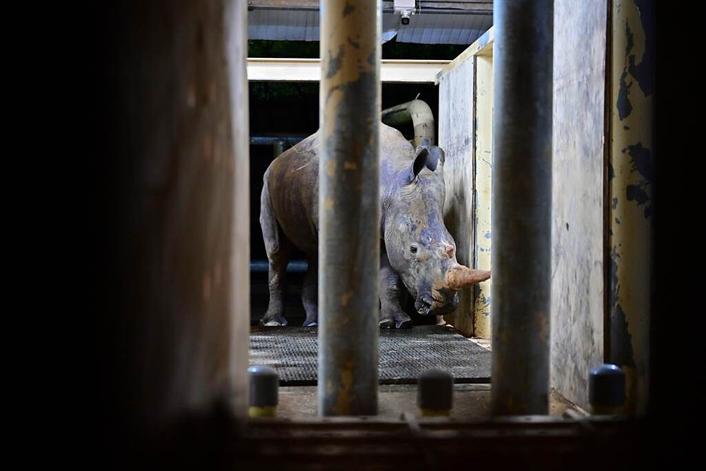 白犀牛艾瑪在經過長達半年的訓練，順利離開「娘家」，走入箱籠。（六福村提供）