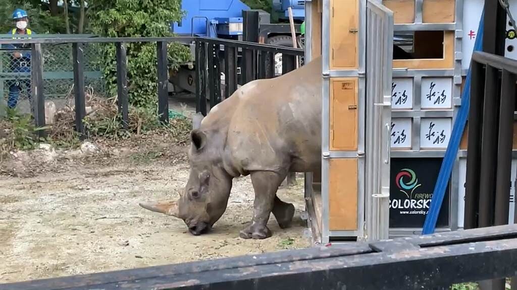 白犀牛艾瑪順利抵達位於日本東武動物園的新家，十分好奇。（六福村提供）