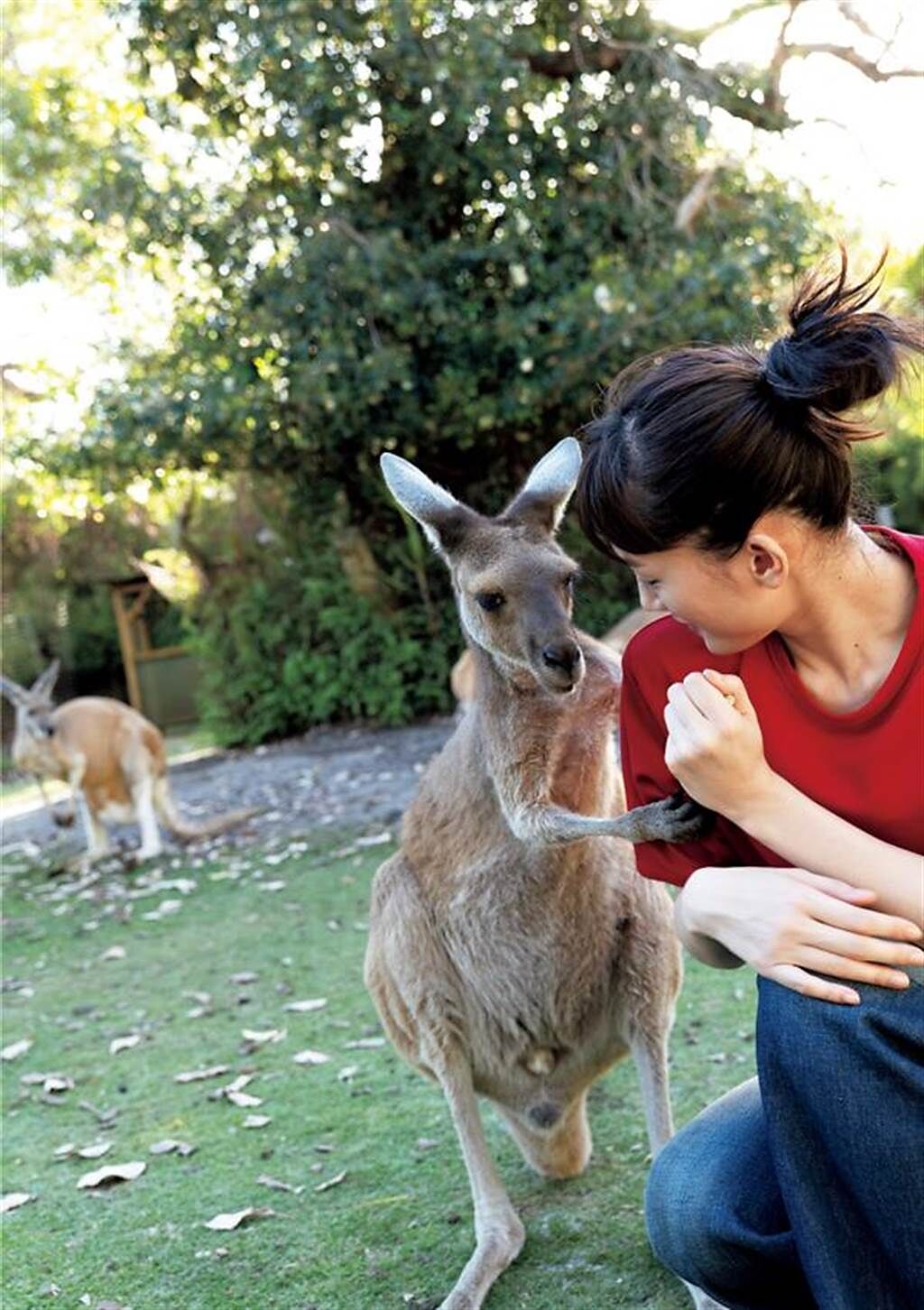 綾瀬遥赴澳洲拍寫真，手臂被袋鼠環抱。（講談社提供）