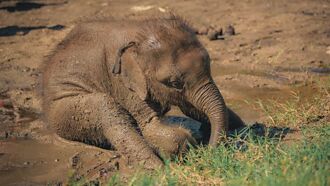 大象慘摔超深泥坑 他開挖土機神救援 大象竟回頭感謝