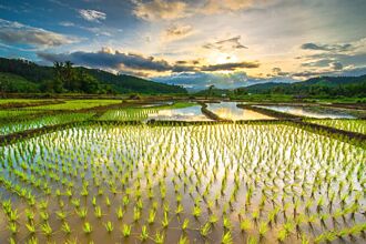 長江上游疑找到4500年前水稻田 專家驚：考古重大發現