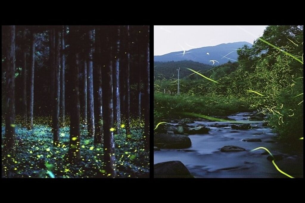 初夏在對馬可看見的兩種螢火蟲，左為對馬姬螢、右為源氏螢。　圖：長崎縣觀光連盟／提供