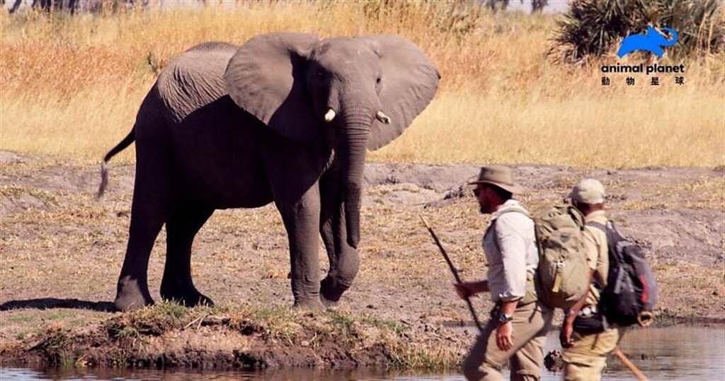 《與象同行》揭露利維森伍德中與象同行間發生的驚奇故事。（動物星球頻道提供）