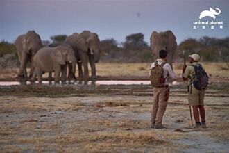 與「象」同行 見證世界規模最大的象群遷徙全紀錄