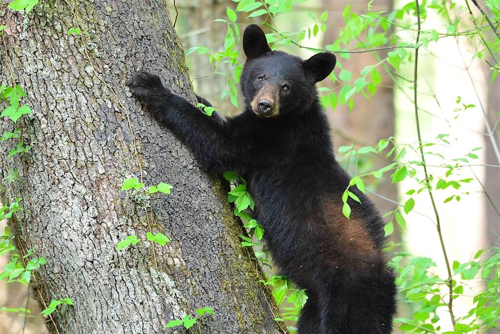美國一隻黑熊闖入住家覓食，寵物犬約克夏發現後，立刻狂奔猛吠，嚇得黑熊爬上樹避難。(示意圖/達志影像)