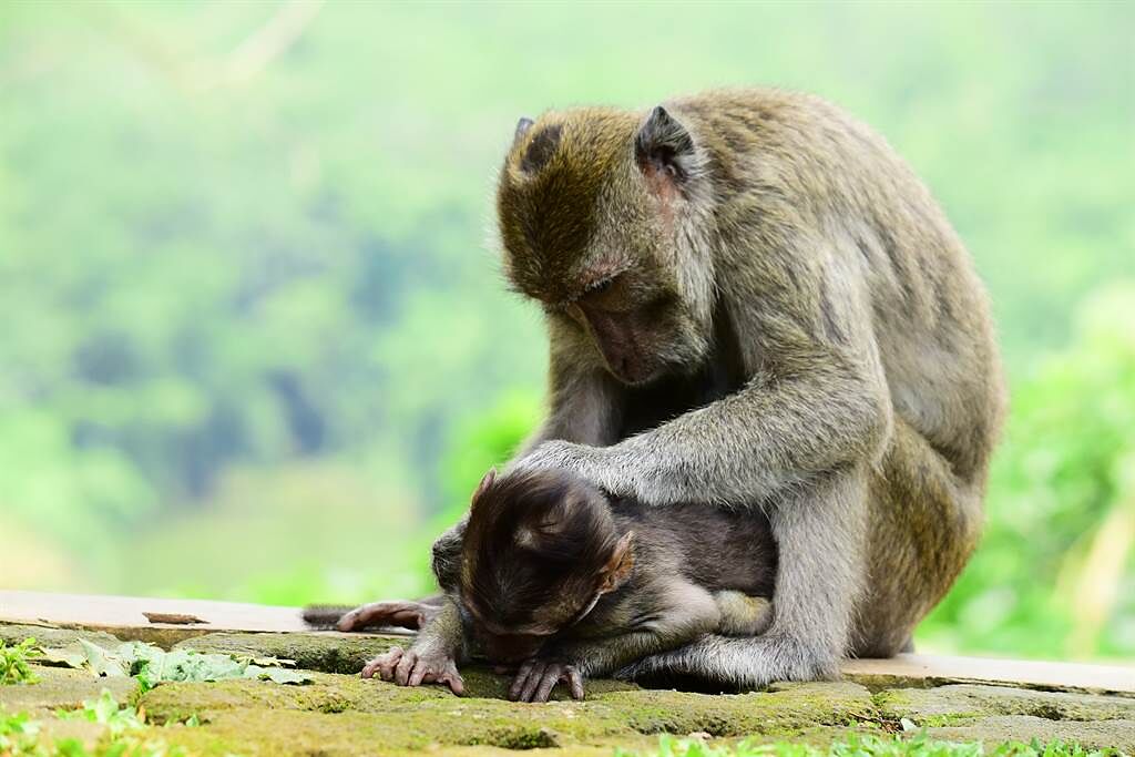 新加坡一隻母猴以為孩子還活著，不斷輕撫著幼猴的屍體，還幫忙驅趕蒼蠅。(示意圖/達志影像)