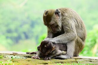 以為孩子還活著 母猴幫趕蒼蠅輕撫幼猴屍 攝影師鼻酸