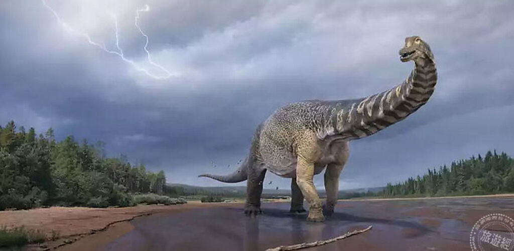 「庫珀」生活約於9500-9800萬年之前，其臀部處高達5-6.5米，身長25-30米，相當於一個籃球場那麽大，有兩層樓那麽高( 圖片版權：Eromanga Natural History Museum) 
