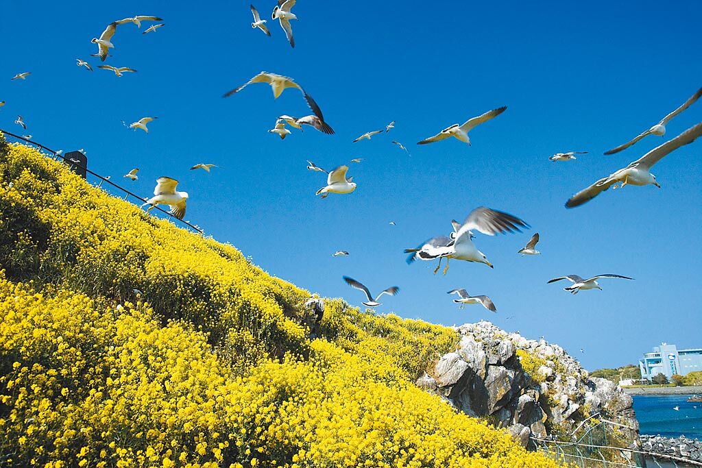 八戶地區蕪島的黑尾鷗被譽為「幸運鳥」，每年3至8月上旬約有3至4萬隻黑尾鷗會來此繁殖，畫面壯觀。（八戶觀光文化協會提供）