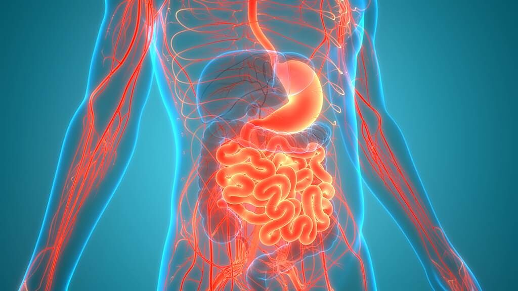 小腸，是消化和吸收營養素的主要器官，也可說是維護人體健康的關鍵器官。(示意圖/shutterstock)
