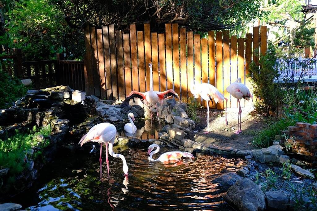 堪比動物園的花園裡，有可愛的紅鶴讓人駐足。(圖/行遍天下提供)