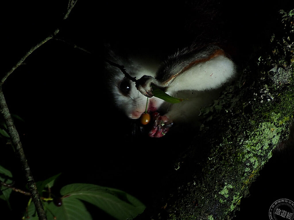 白面鼯鼠夜間覓食 (圖片：林務局嘉義林區管理處提供)