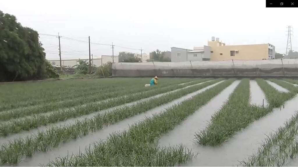 溪湖鎮今天整日累積雨量破300毫米，農田幾乎泡在水中，已成熟的韭菜田遭受水傷恐全部報銷。（謝瓊雲攝）