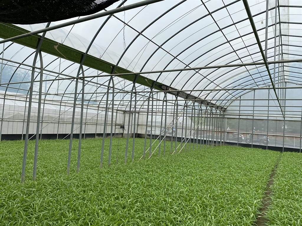 全台空心菜有8成來自嘉縣新港鄉，農民為防雨水，目前有4成左右使用溫室種植。（張亦惠攝）