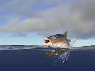 釣客捕鱈魚發現腹部異常腫脹 打開魚嘴驚見恐怖一幕