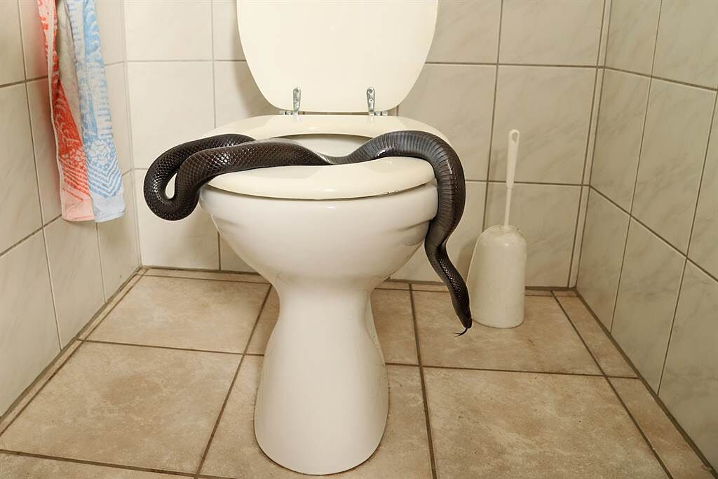 住戶準備上廁所時，發現馬桶裡傳出怪聲，才驚覺底部有一條大蛇。(示意圖/達志影像)
