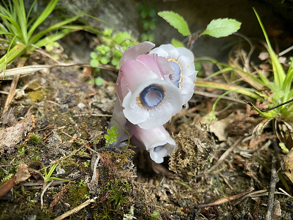 近透明白色的「水晶蘭」並非蘭花，而是屬於一種不含葉綠素的腐生植物(圖片：嘉義林管處提供)