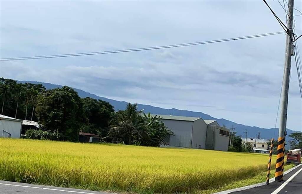 台東池上稻米普遍豐收，農民卻是兩樣情，鄰近山區的萬安有機田因缺水減產5成。（蔡旻妤攝）
