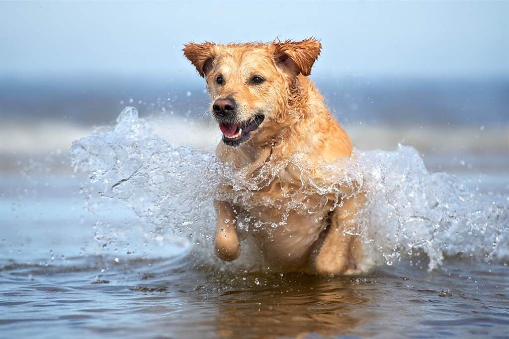 黃金獵犬失蹤16天，驚見牠在附近海灣游泳。(示意圖/達志影像)