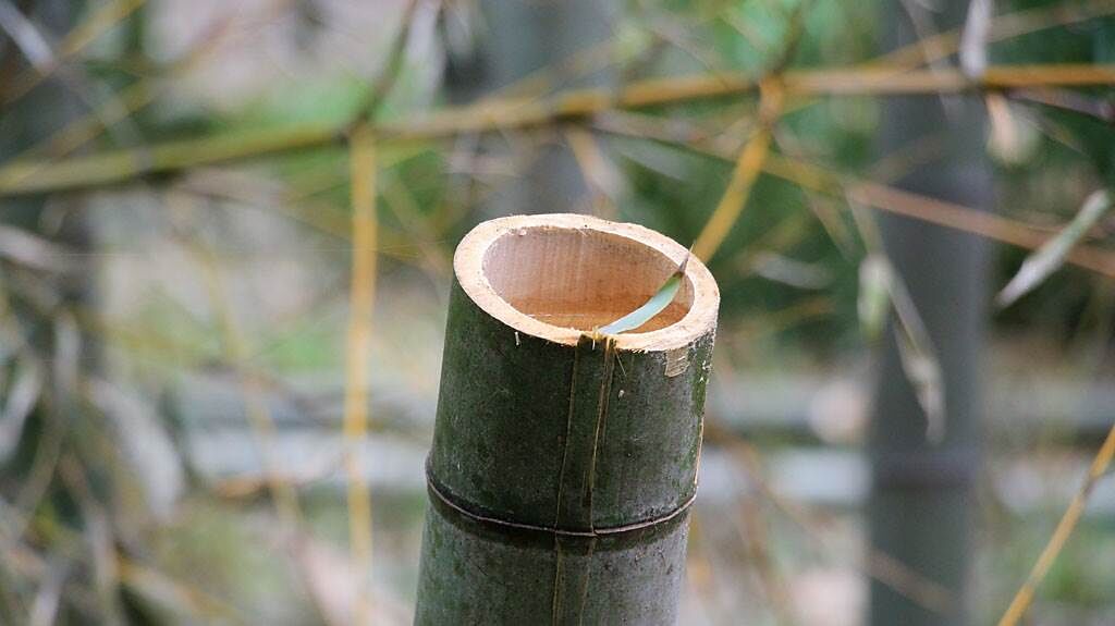 有日本民眾砍伐竹子時，卻意外發現竹筒裡頭不僅噴出大量的冰沙，空氣中還瀰漫著甜甜的酒香。（示意圖／達志影像）