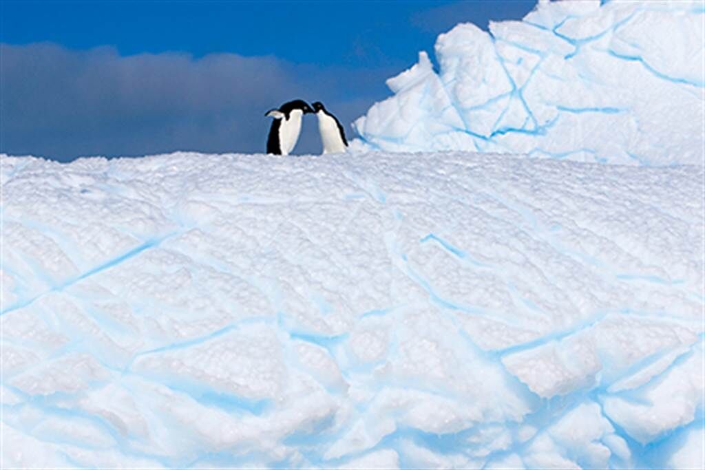 阿德利企鵝。牠們分布在南極半島較冷的地方，暖化造成阿德利企鵝數量驟減速度更快。(圖／聯經出版提供)