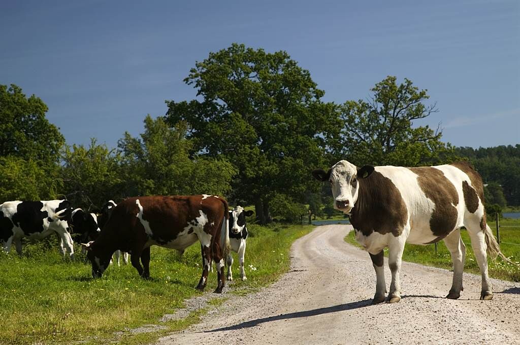 大陸一名女子搭車遇到乳牛擋道，出聲求讓路乳牛竟真的聽懂了。(示意圖/達志影像)