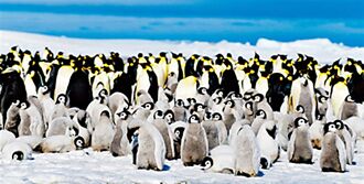 看企鵝的日子 跟著探險家的腳步呼吸南極