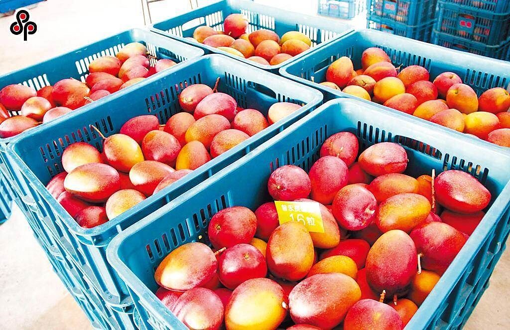 農委會今(29)日表示，今年芒果產量比去年同期增加近3成，將透過「台灣農產嘉年華－芒果狂饗曲」網購活動來促銷。（本報系資料照）