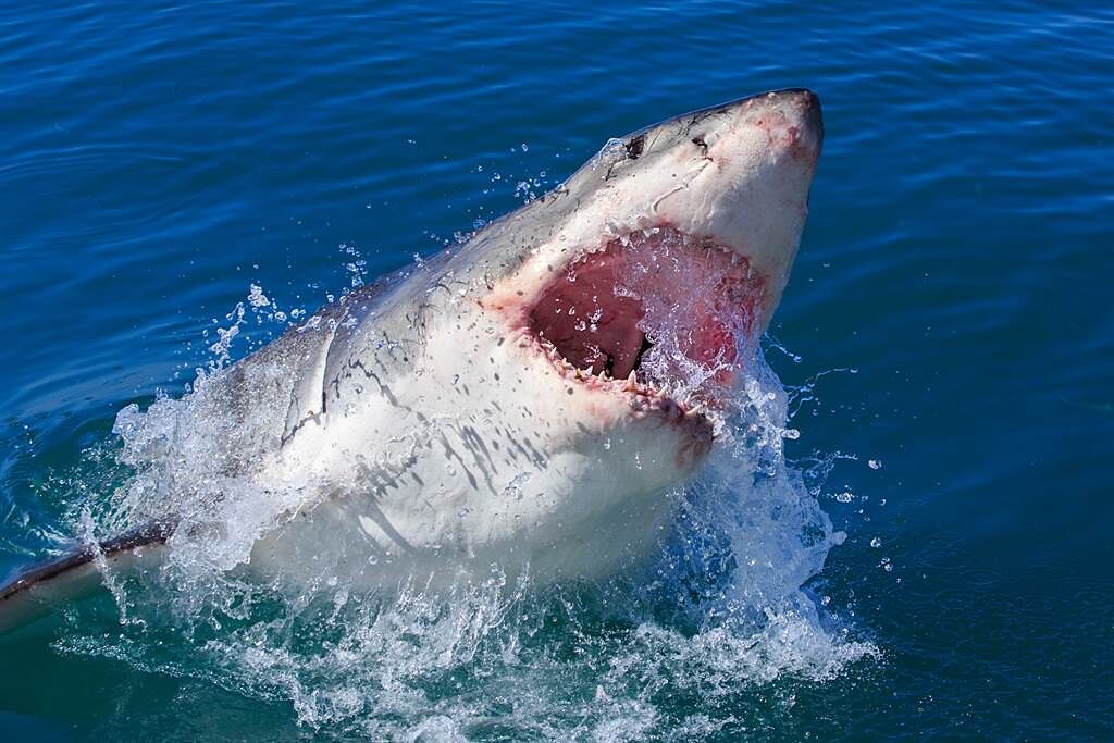 約旦一名男子玩滑翔傘時，突有一隻鯊魚從水面躍起，狠咬他的雙腿。(示意圖/達志影像)