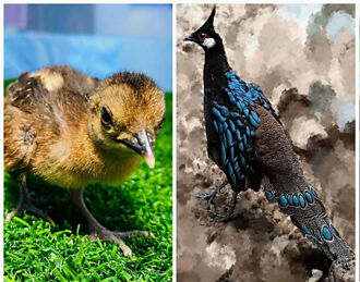 臺北市立動物園再傳喜訊   巴拉望孔雀雉的「孔雀」蛋孵化成鳥了