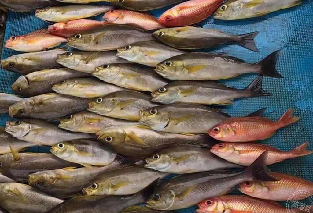 黃雞魚(圖片：新北市政府漁業處提供)
