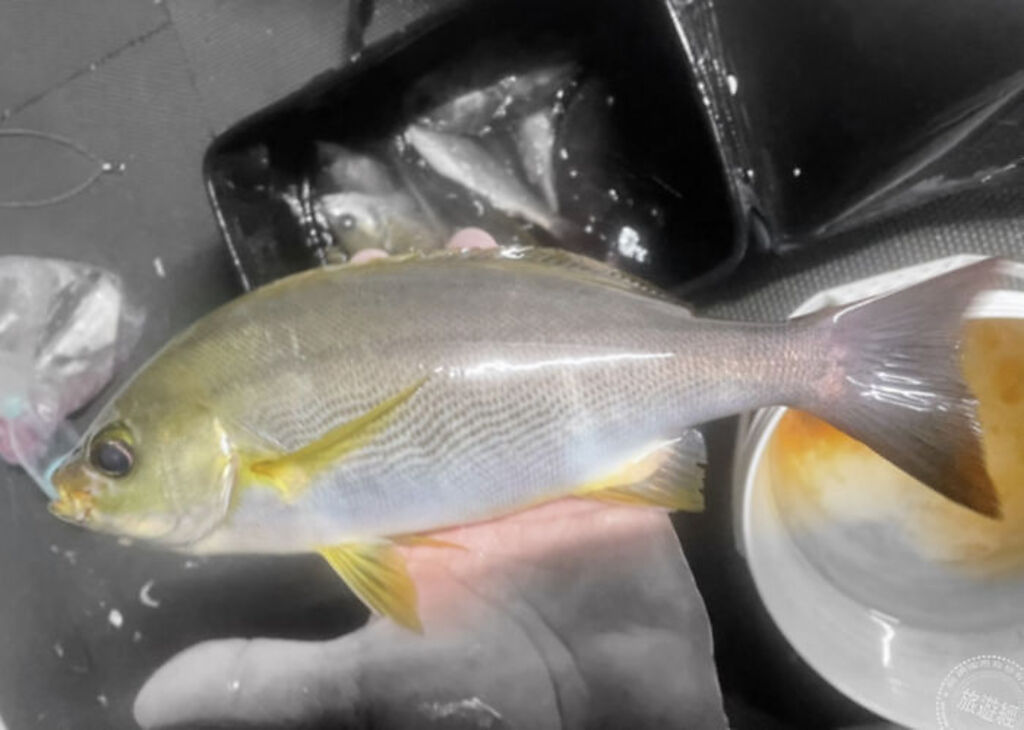 黃雞魚(圖片：新北市政府漁業處提供)