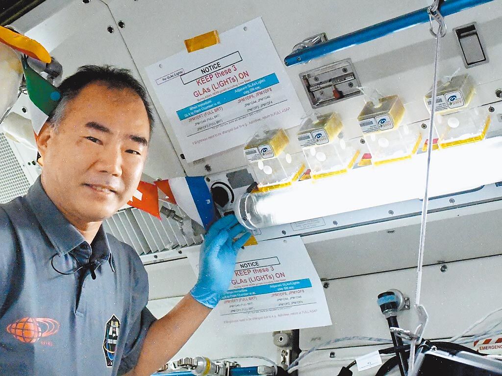 日本太空人野口聰一在國際太空站上的Kibo實驗艙栽種羅勒。（國家太空中心提供／林志成台北傳真）