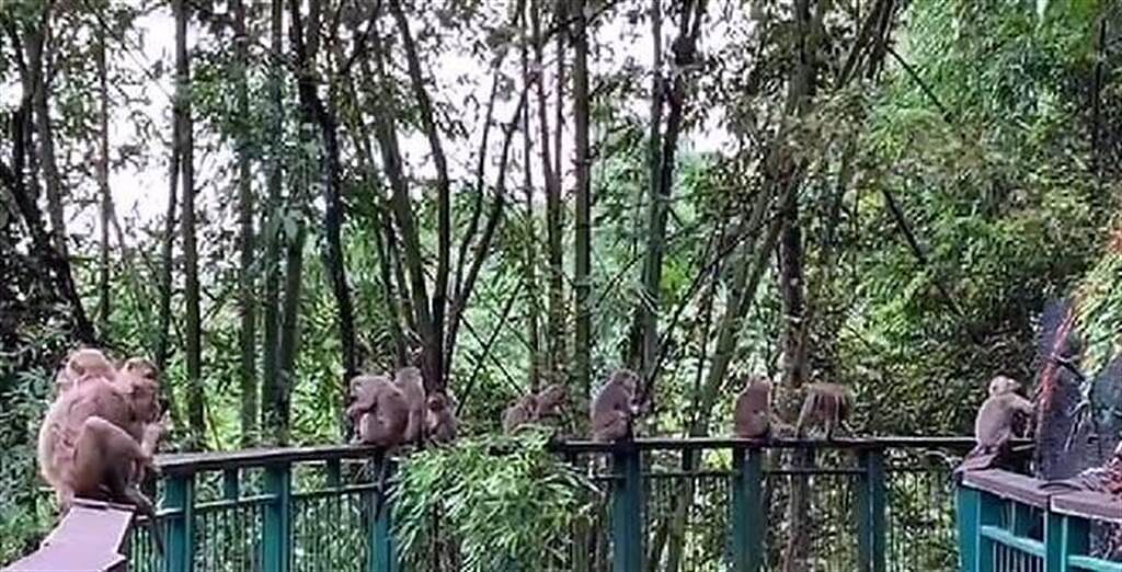 日月潭當地居民發現，周遭步道少則3、4隻，有時高達20隻，大猴、小猴攀爬嬉戲。（莊涼火提供／盧金足南投傳真）
