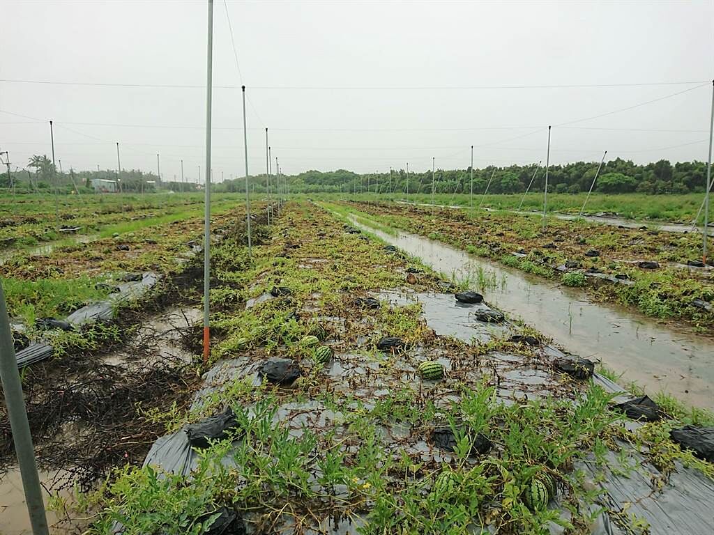 6月下旬連日降雨，讓岡山區正值採收期西瓜及香瓜果實浸水。（高雄市農業局提供／林瑞益高雄傳真）