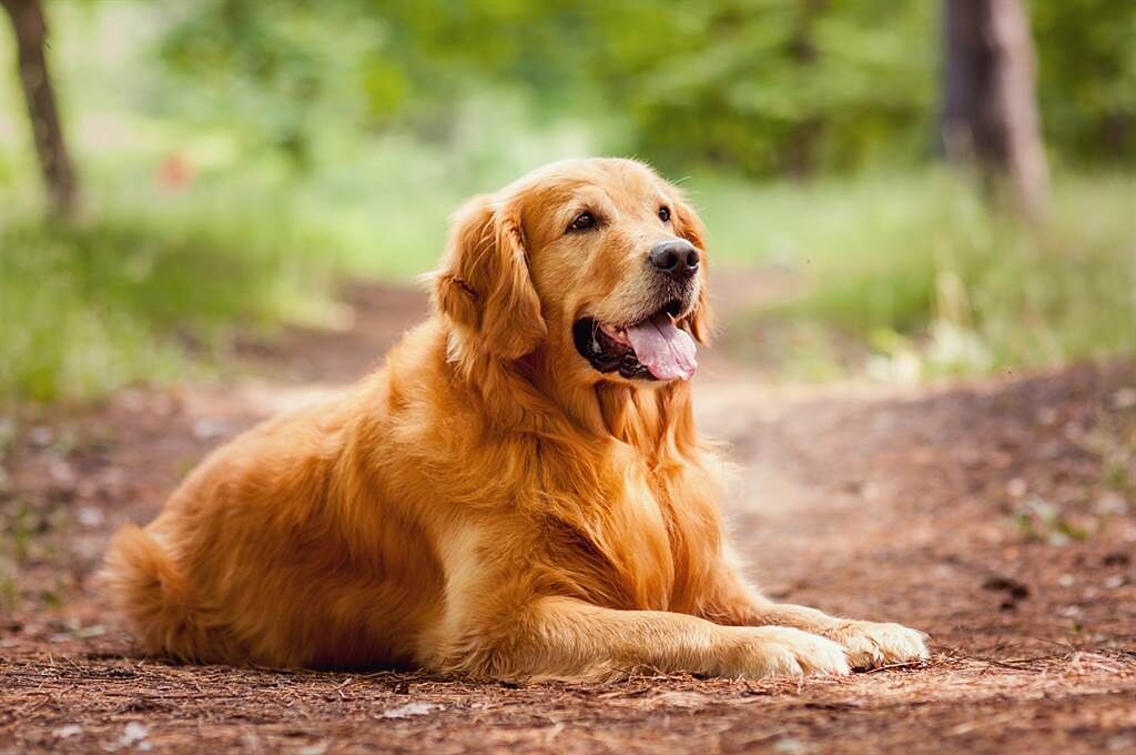 澳洲一名飼主帶著愛犬外出散步，豈料牠竟坐在原地一動也不動，就算飼主將牠扛起也沒有用。(示意圖/達志影像)