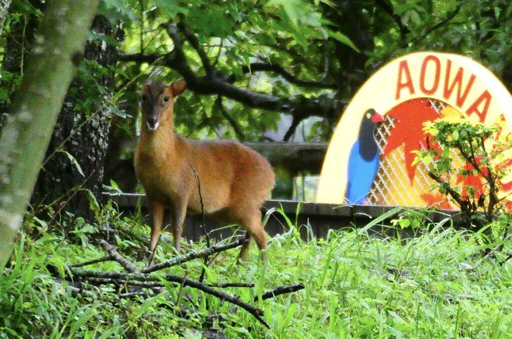 奧萬大國家森林遊樂區將於13日重新開園，請遊客勿驚擾野生動物。（南投林管處提供／廖志晃南投傳真）