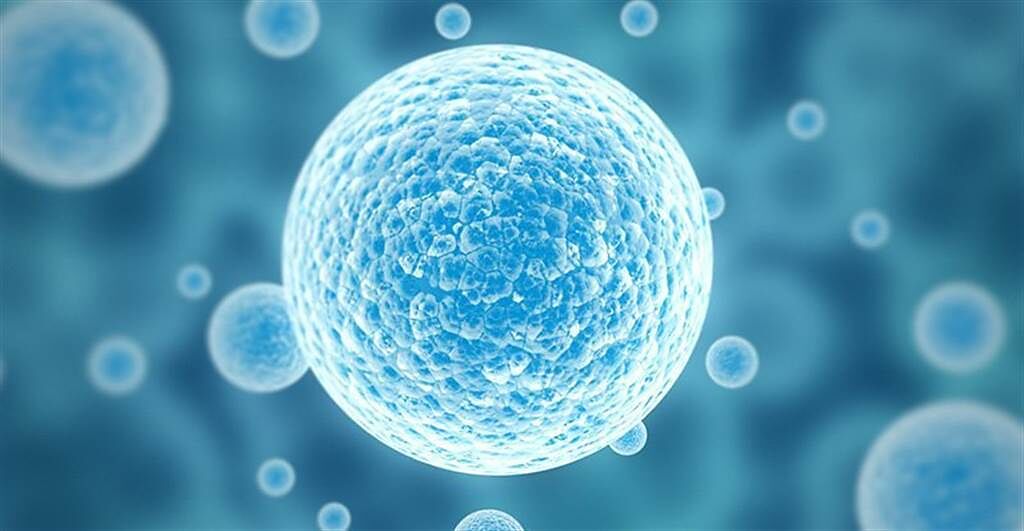科學家發現了幹細胞的新休眠期，這或許能應用於減緩癌細胞擴散的速度（圖／明日科學）