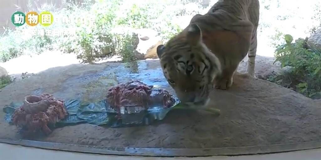 新竹市長林智堅今天中午至動物園為「兩隻老虎」慶生，並直播餵食生肉蛋糕大餐秀，讓動物迷與小朋友們解解癮。（摘自林智堅臉書／陳育賢新竹傳真）