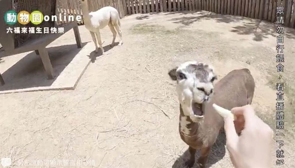 新竹市長林智堅今天中午至動物園直播羊駝餵食秀，讓動物迷與小朋友們解解癮。（摘自林智堅臉書／陳育賢新竹傳真）