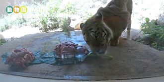 新竹動物園將解封 林智堅直播老虎餵食秀