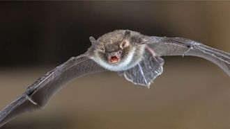 賞鳥拍到「貓臉蝙蝠」 眾人驚新品種 5千網知真相笑歪